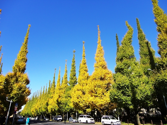 2012年11月21日撮影①