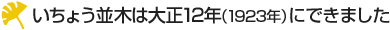 いちょう並木は大正12年（1923年）にできました